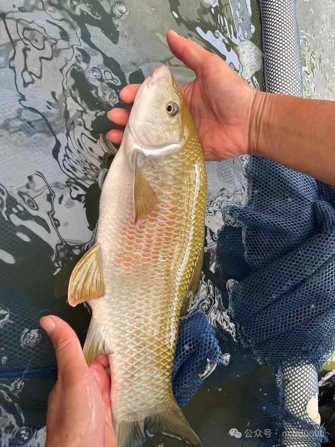 順德生魚最新塘頭價格揭秘，演變與地域影響力