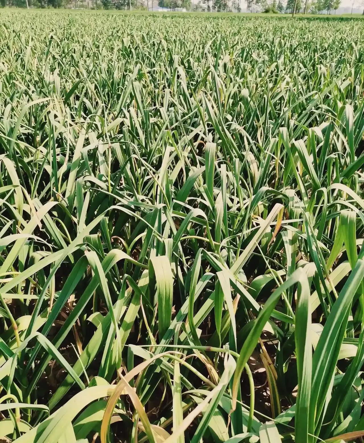 金鄉(xiāng)蒜薹最新行情解析，價格信息及獲取方式詳解