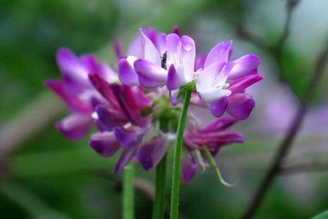 紫云英盛夏行情火熱開啟！