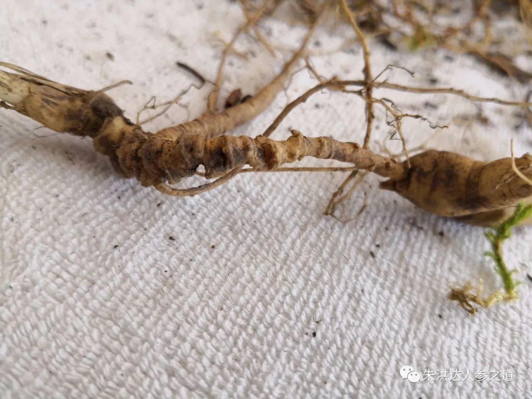 黨參籽的價格行情,黨參籽的價格行情，小巷深處的寶藏探索