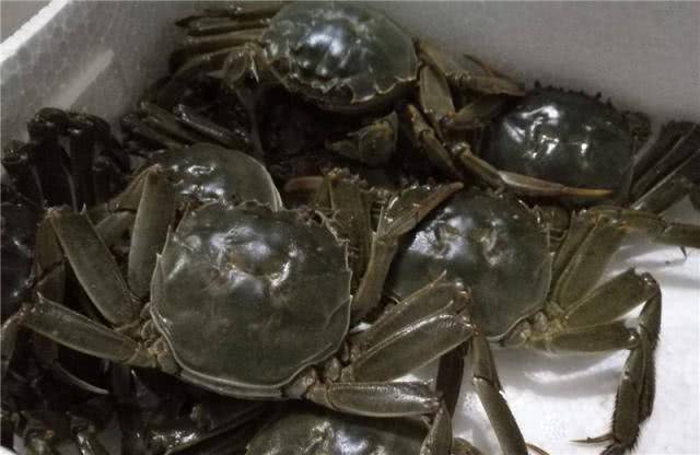 今日大閘蟹價格行情，揭示蟹價背后的啟示與自我成長勇氣