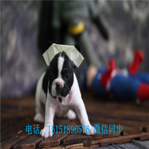 揭秘小巷深處的特色小店，獨(dú)家報(bào)道2017法牛價(jià)格行情