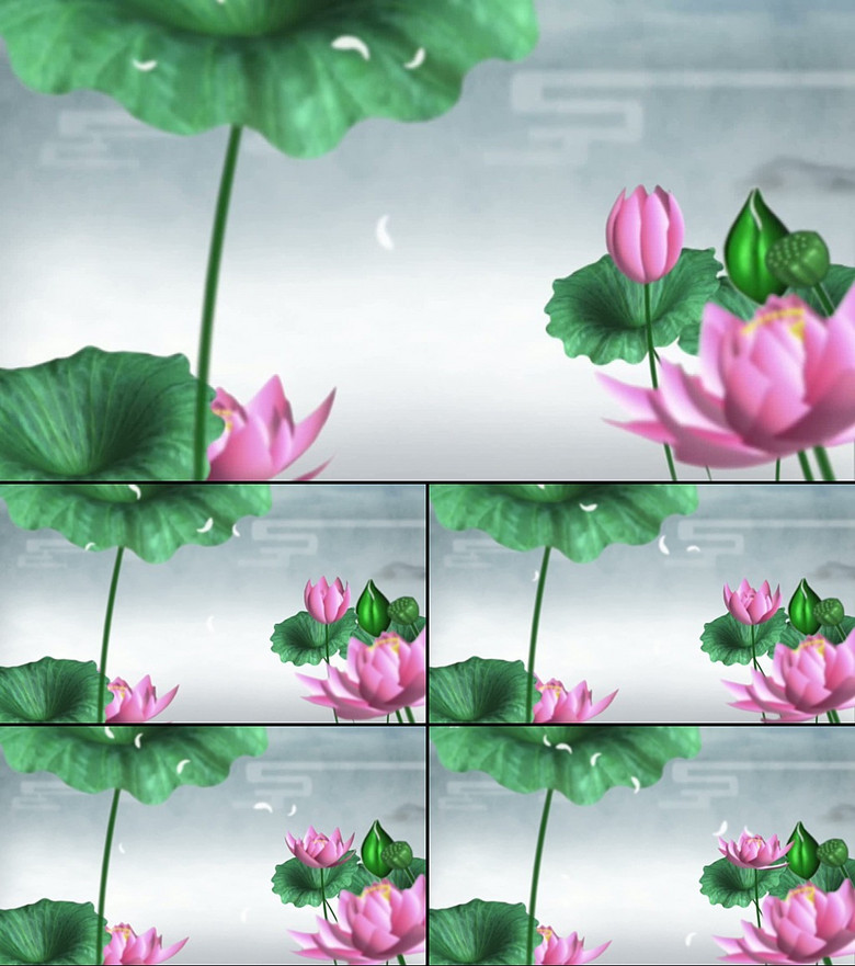 蓮花動(dòng)態(tài),蓮花動(dòng)態(tài)，一種自然之美的展現(xiàn)與解讀