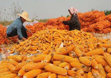 新疆玉米行情，歷史背景與當(dāng)代發(fā)展分析