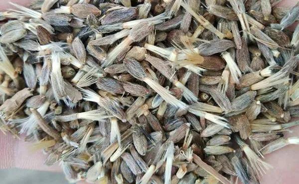 白術(shù)行情解析與預(yù)測，入門指南