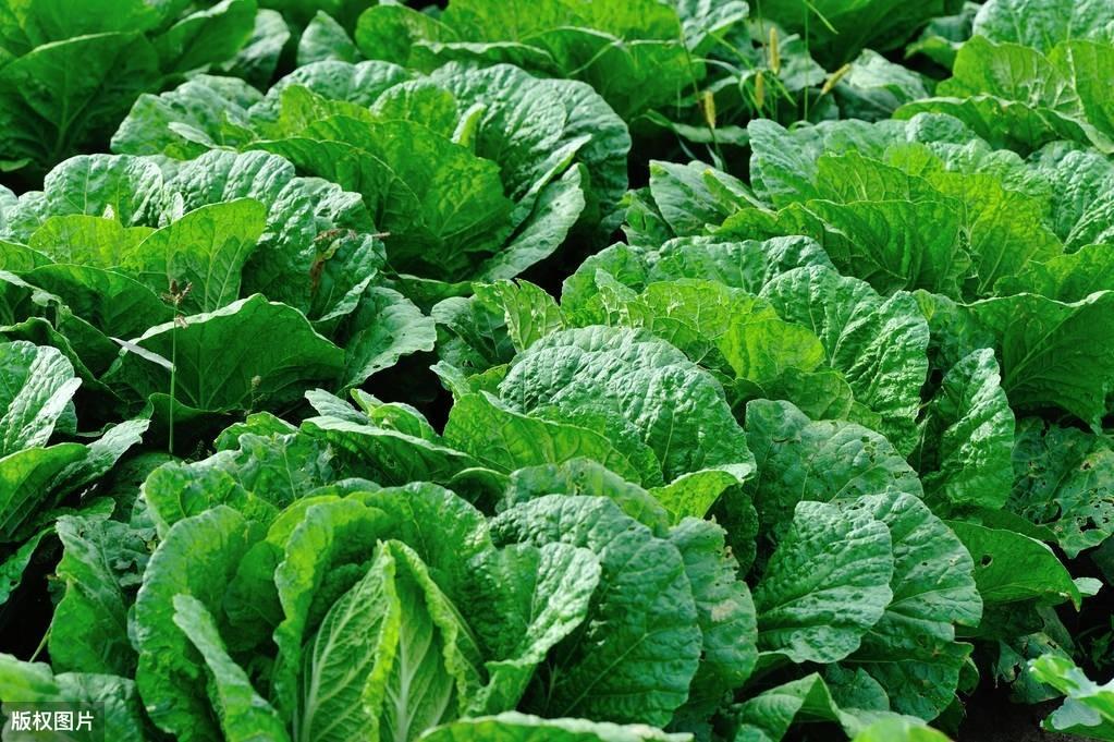 河北省大白菜價(jià)格行情,河北省大白菜價(jià)格行情，一場(chǎng)探索自然美景的旅行