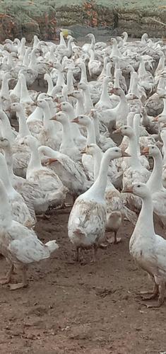 肉鵝價格行情解析及市場動態(tài)