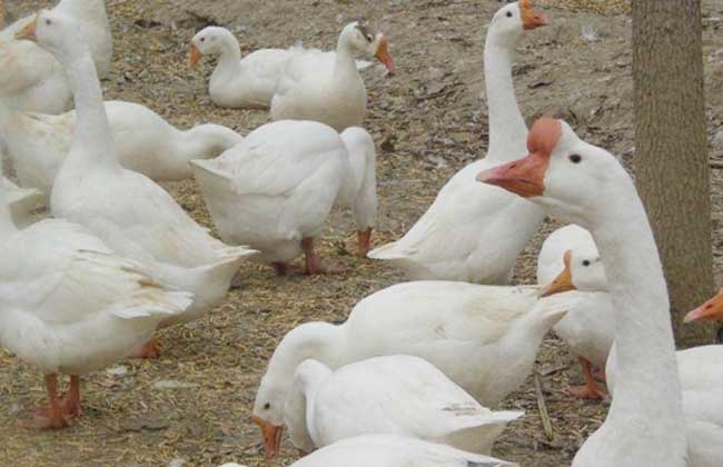 肉鵝價格行情解析及市場動態(tài)