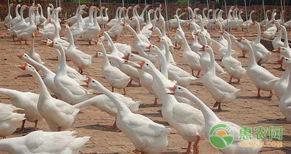 肉鵝價格行情解析及市場動態(tài)