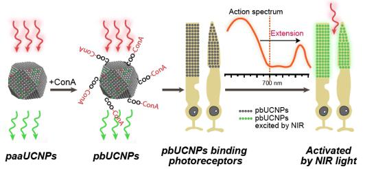 視網(wǎng)膜更換技術(shù)的最新進(jìn)展與研究動(dòng)態(tài)