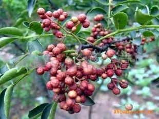 三年花椒樹苗的成長之旅，價格、變化與自信的歷程