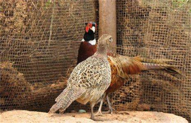 野雞價格行情走勢分析，最新行情解析與趨勢預測