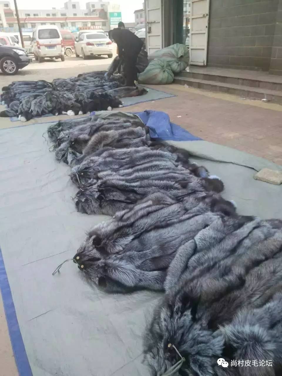 河北尚村貂皮價格行情最新動態(tài)