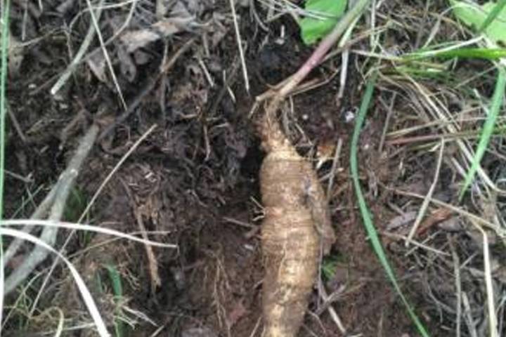 穿山龍價格深度解析，市場現(xiàn)狀、未來趨勢及每斤價格探討