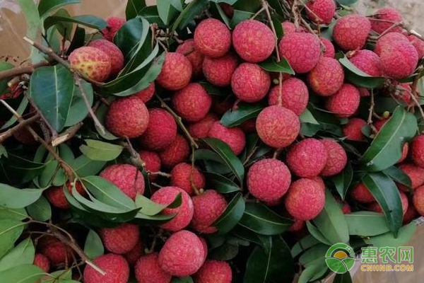 科技引領(lǐng)下的桂味荔枝新風(fēng)尚與價(jià)格行情解析