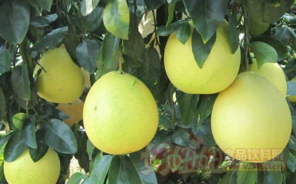 柚子市場價(jià)格詳解，查詢與解析，一站式步驟指南