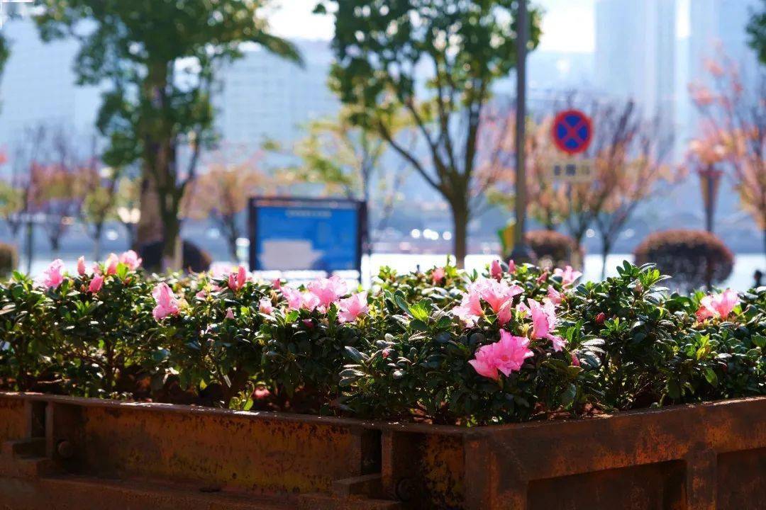 最新網紅花卉，繁榮背后的觀察與反思