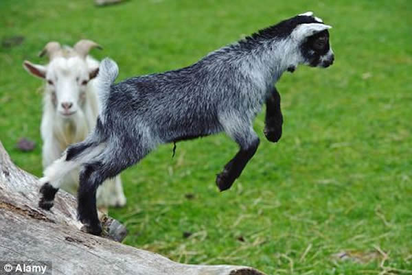 山羊最新更新引領(lǐng)潮流變革與科技創(chuàng)新風(fēng)潮