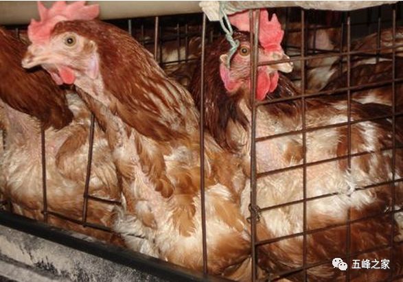 毛雞行情網(wǎng)，小巷里的美食探索之旅