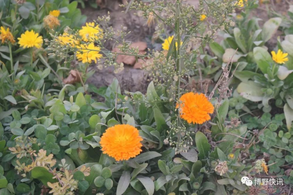 博野縣二手房最新動態(tài)，家的溫馨與友情的深度新篇章