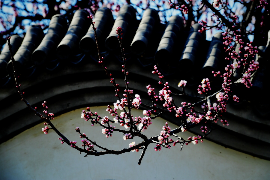 紅杏出墻電影，觀看指南與技能提升秘籍