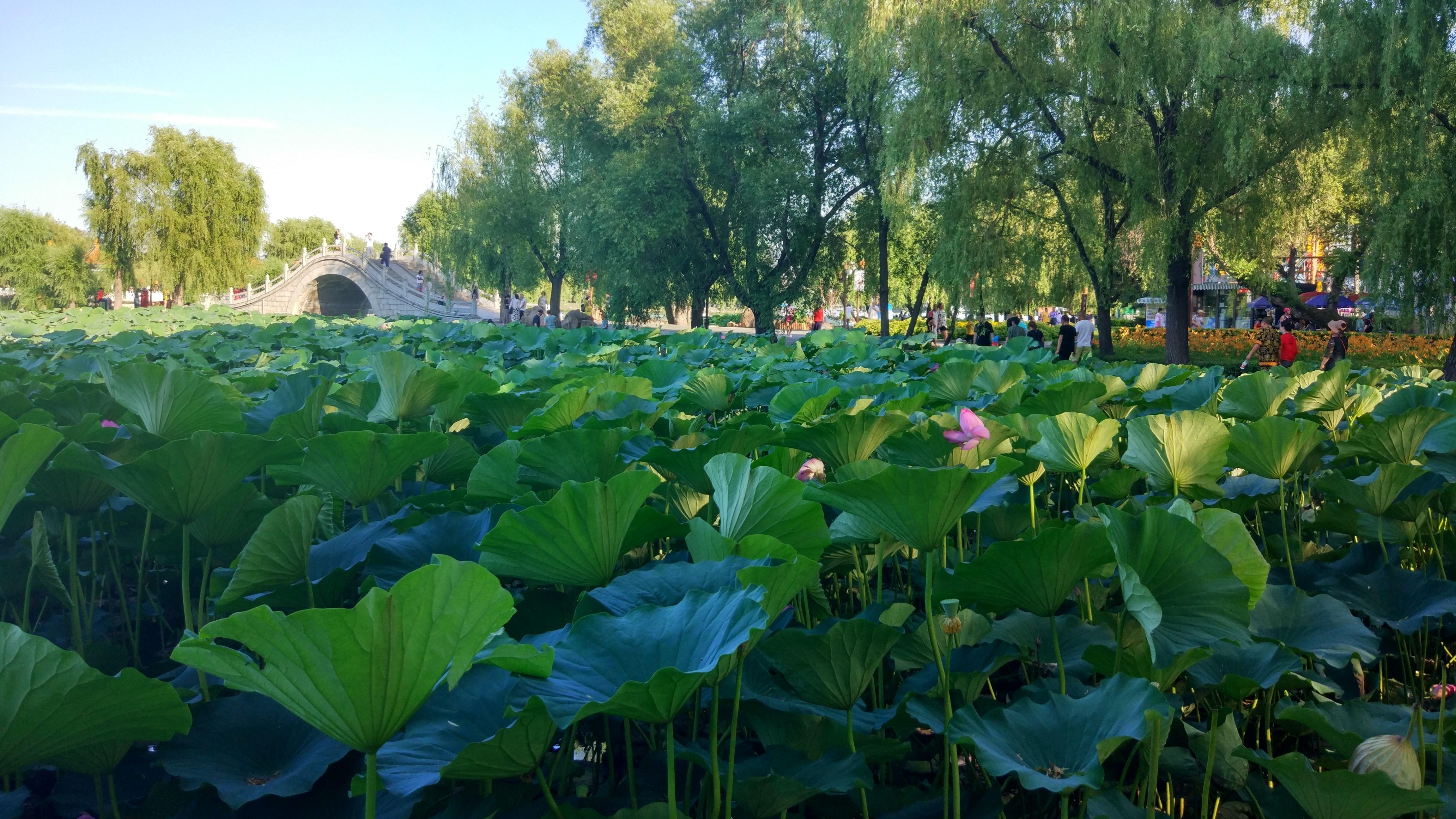 長春南湖動(dòng)態(tài)，巷弄深處的獨(dú)特小店揭秘