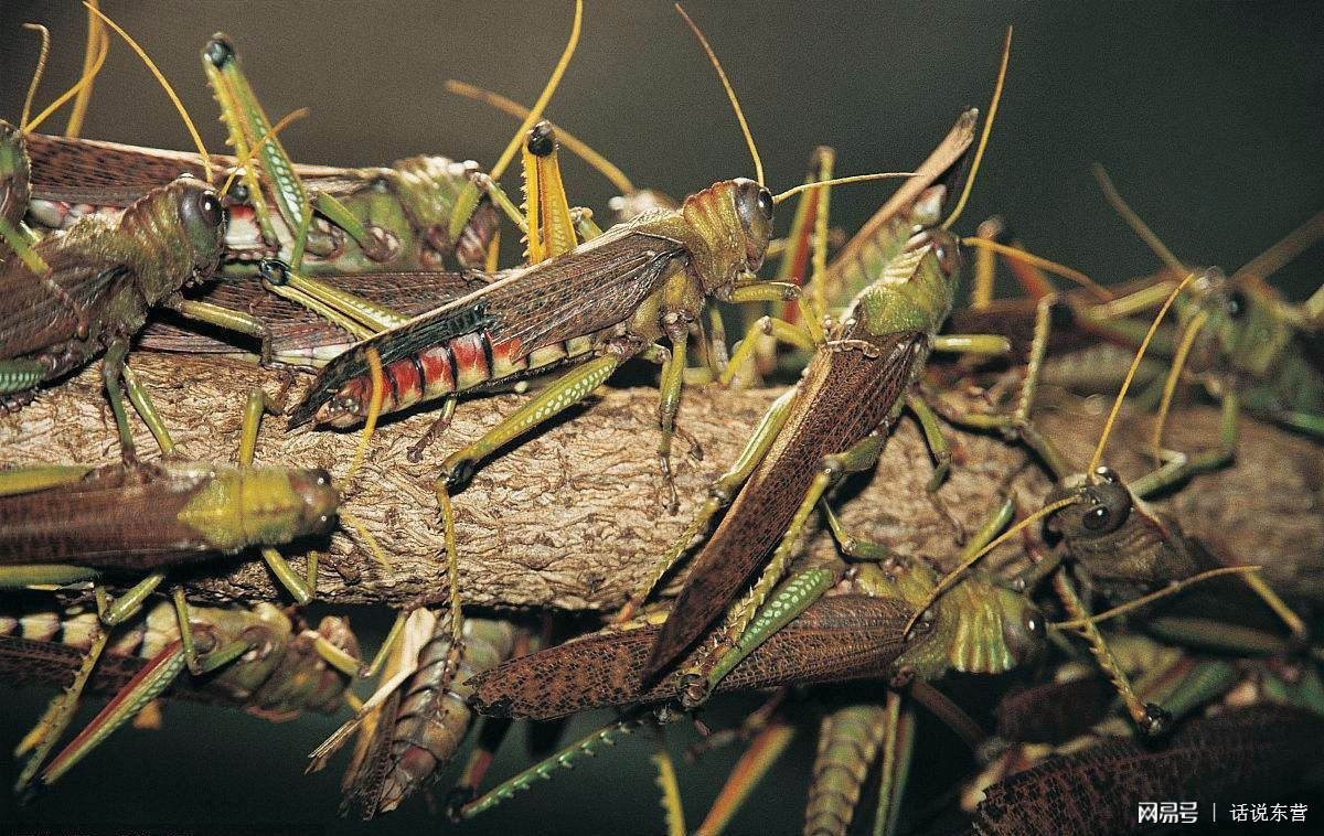 ??蝗蟲最新消息??