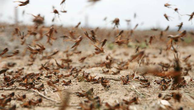 ??蝗蟲最新消息??