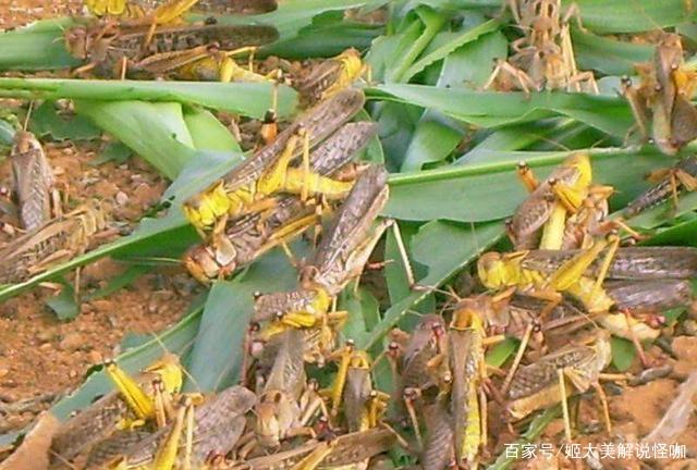 ??蝗蟲最新消息??