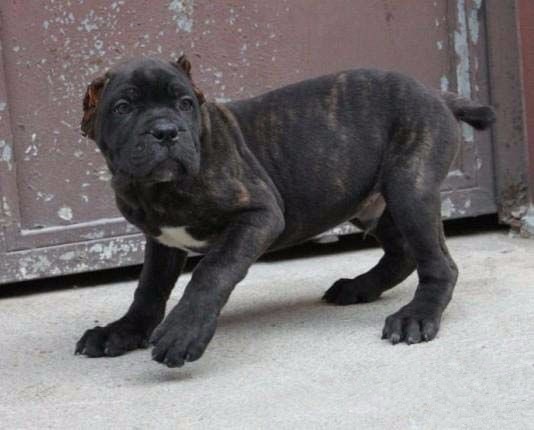 卡斯羅犬幼犬價格詳解，購買指南與深入了解