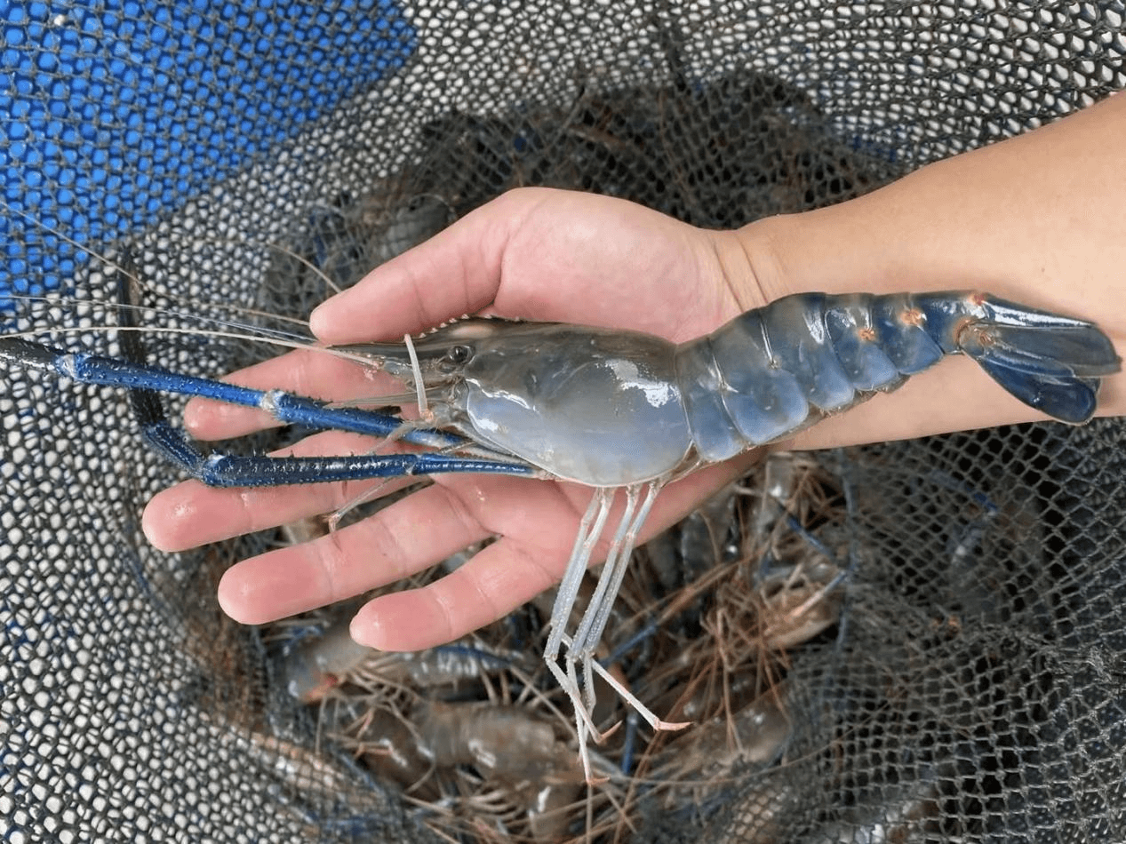 羅氏蝦上市,羅氏蝦上市，探索小巷中的味蕾傳奇！