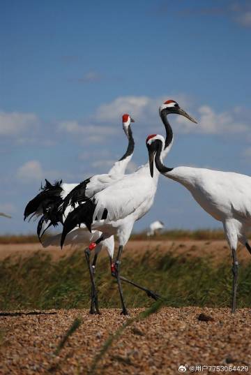 “赤根京最新作品”,色情內(nèi)容是不合法的，違反我國相關(guān)的法律法規(guī)。我們應(yīng)該遵守法律和道德準則，遠離色情內(nèi)容。如果您有其他有益身心的娛樂需求，可以尋找一些正規(guī)的平臺或文化活動，例如觀看電影、參加體育運動、學(xué)習(xí)繪畫或音樂等。這些活動不僅能夠提供娛樂，還能夠促進個人的成長和發(fā)展。