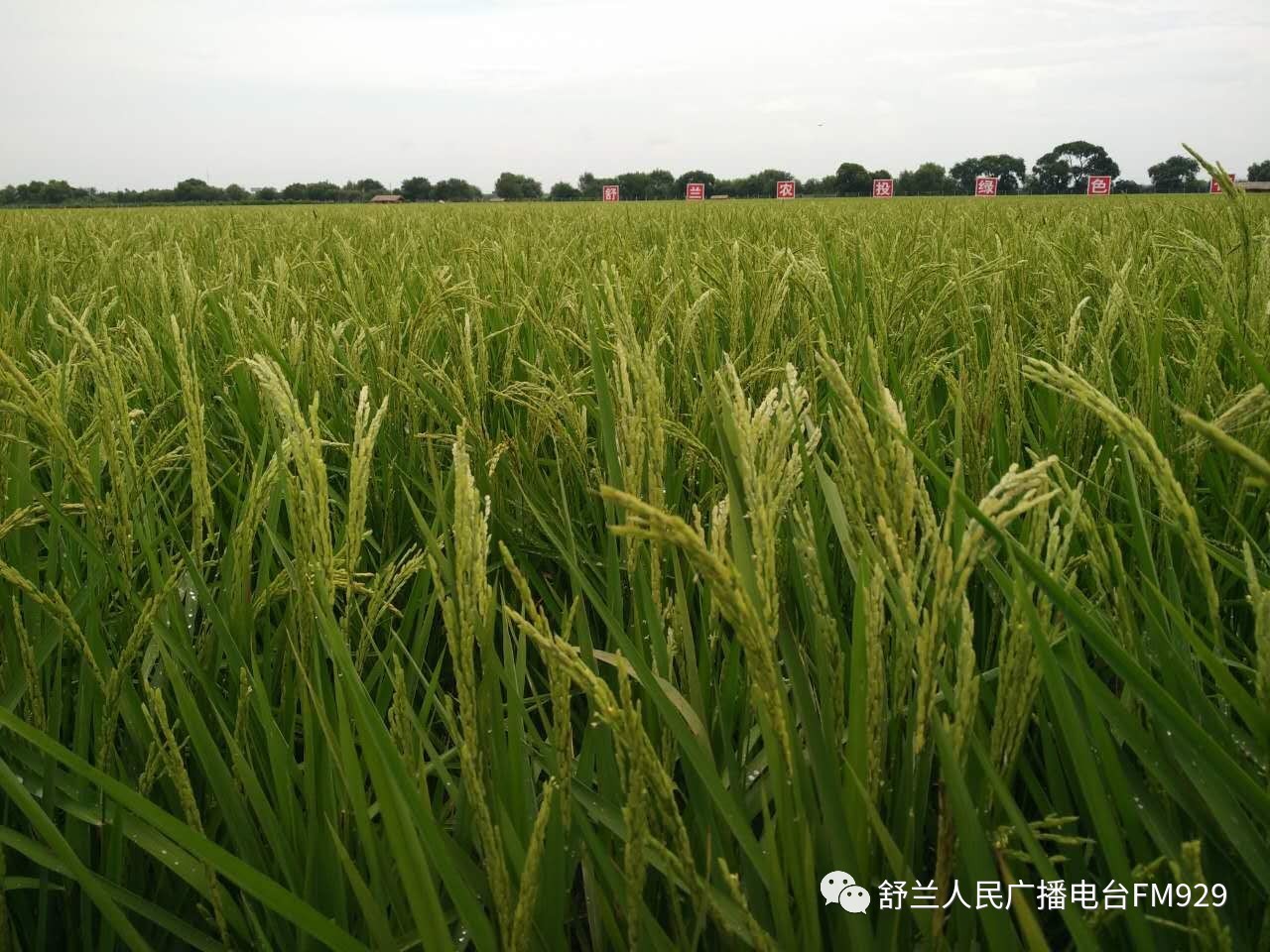 舒蘭新品上市，引領(lǐng)時(shí)尚潮流，舒適生活新選擇亮相市場(chǎng)