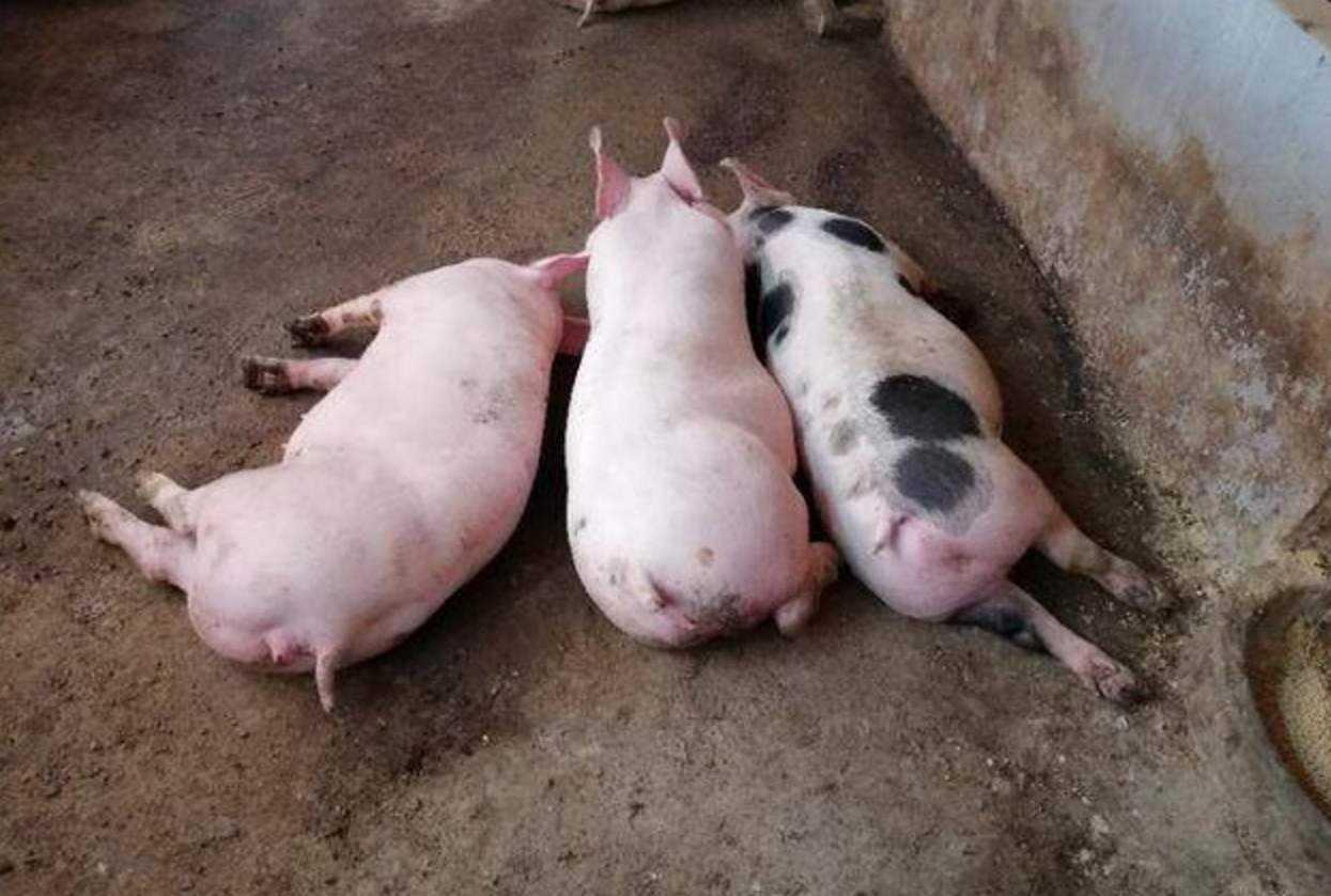 一文解讀，最新玉米市場行情及價格分析