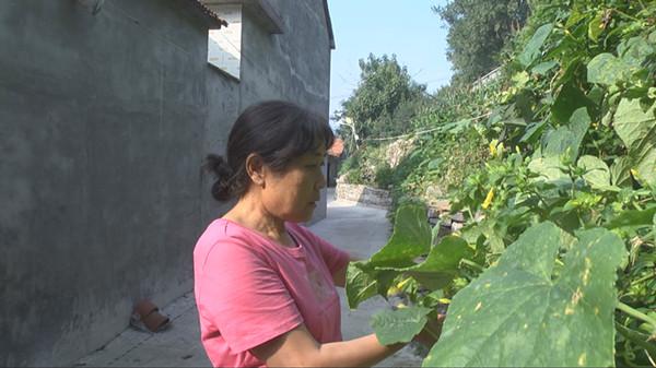 青州辣椒價(jià)格，科技引領(lǐng)味覺革命，未來鮮辣風(fēng)潮體驗(yàn)之旅