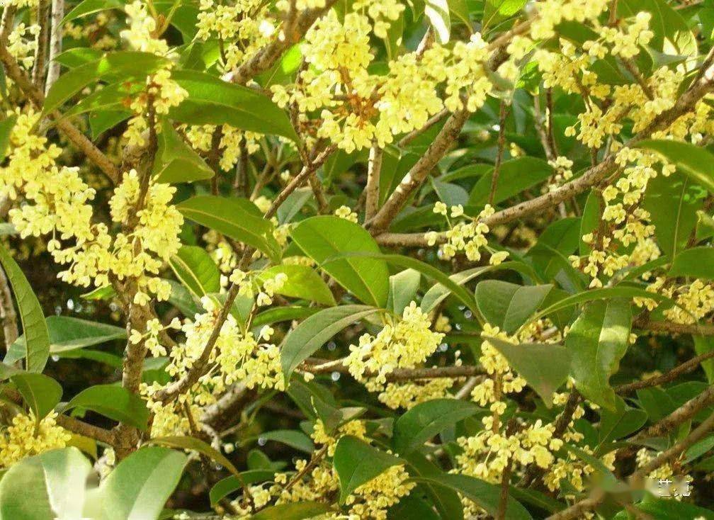 最新桂花交流吧，探索自然美景，尋找內(nèi)心平靜之旅