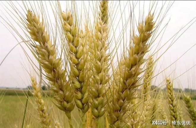 小麥最新市場價格及指南概覽