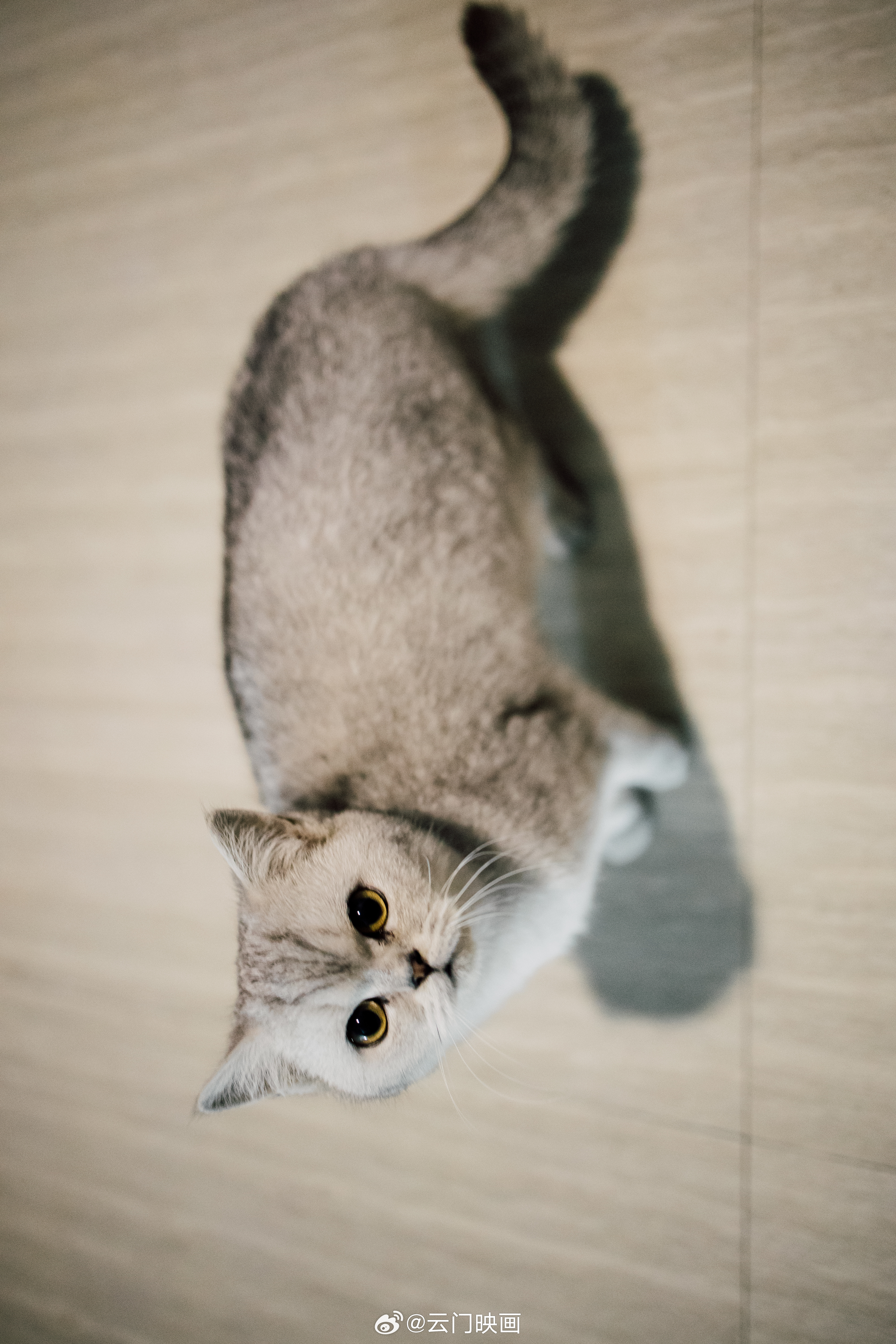 “六間房可愛貓咪最新”,六間房可愛貓咪最新，一場關(guān)于貓咪魅力的觀點碰撞