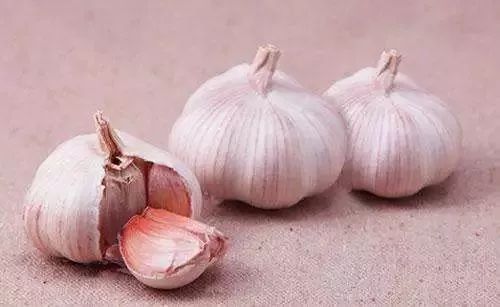 商河大蒜最新價格行情，情感紐帶與蔥綠的交織