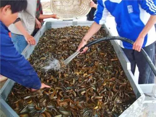 臺灣泥鰍市場價格行情背后的溫馨友情故事