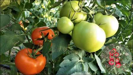 青神新鮮資訊詳解，最新觀點(diǎn)與資訊匯總