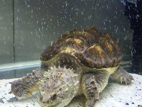 佛鱷龜行情，引領(lǐng)智能生活新時(shí)代的獨(dú)特寵物之選