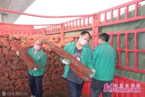 菏澤山藥價格行情更新，最新價格走勢分析