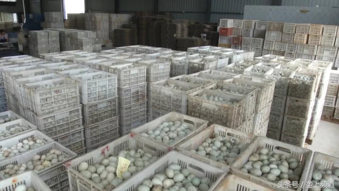 探秘小巷鴨蛋情緣，獨(dú)特鴨蛋行情背后的故事