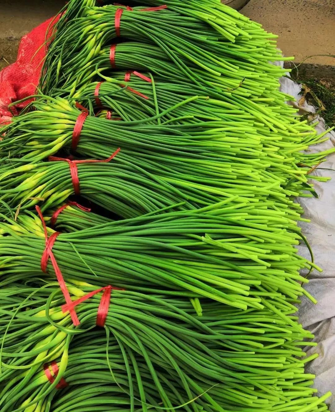 蒜苔產(chǎn)地價格最新行情及分析摘要