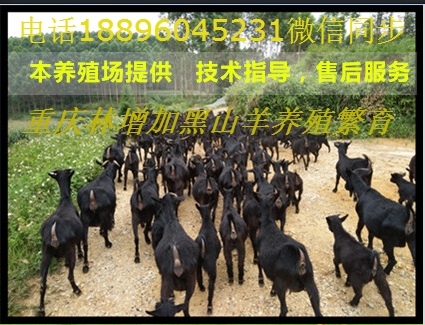 海南黑山羊苗價(jià)格行情詳解，市場走勢與選購指南