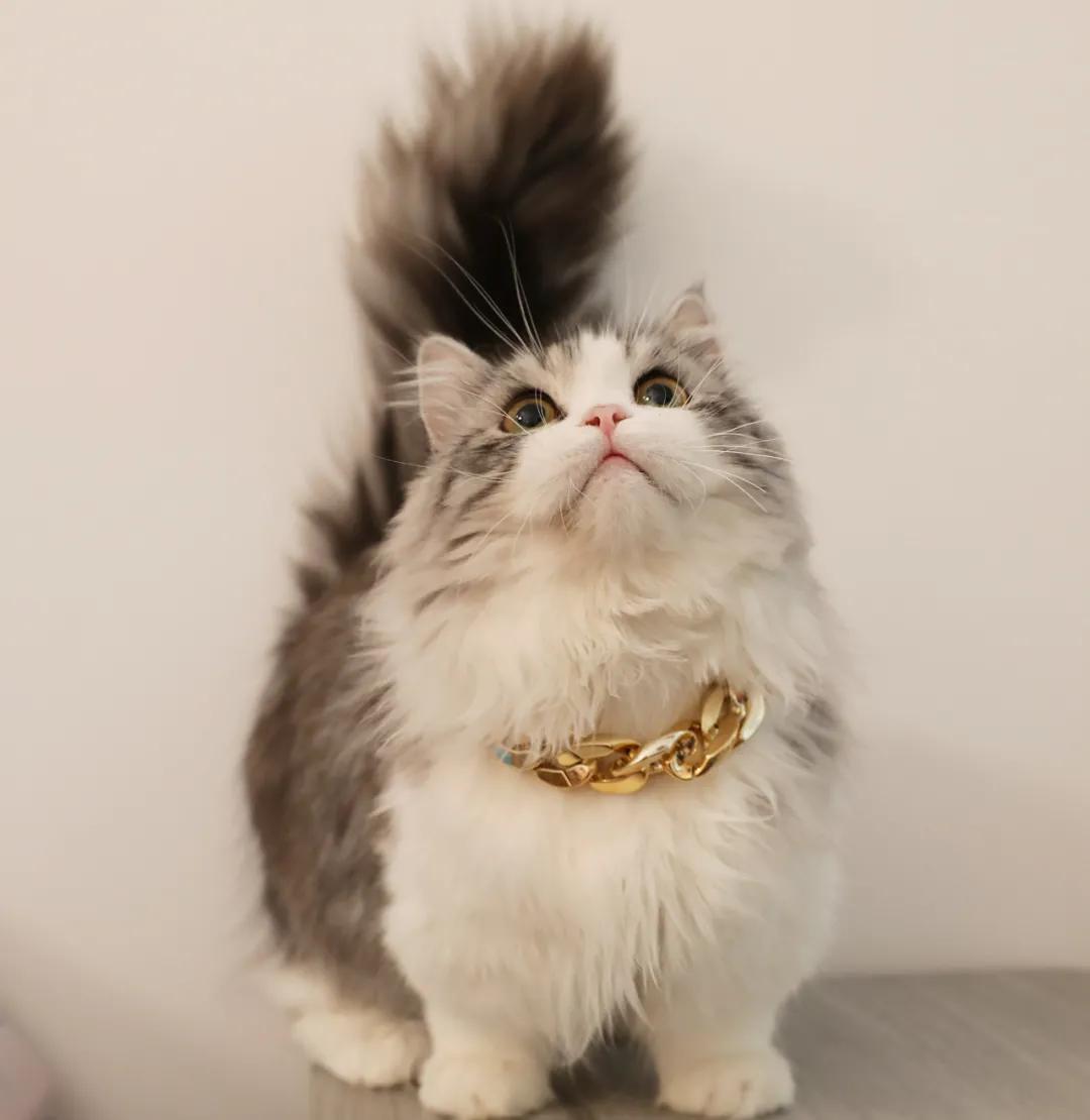 短腿貓價格及變化背后的學(xué)習(xí)自信力量