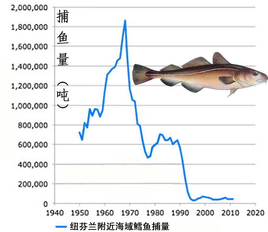 鱈魚行情,鱈魚行情，一條魚引發(fā)的勵(lì)志故事