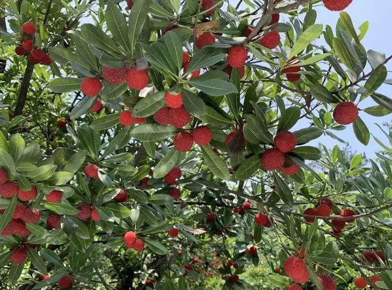 蕭山上市公司的現(xiàn)象、影響及前景展望