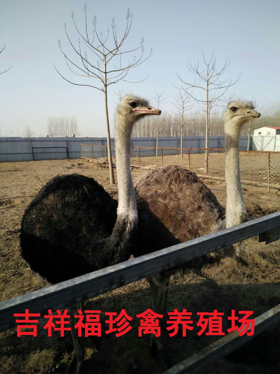 鴕鳥苗的奇遇與友情，價格揭秘的溫情故事